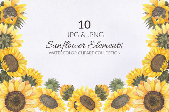 10 Sunflower Watercolor Illustration Set