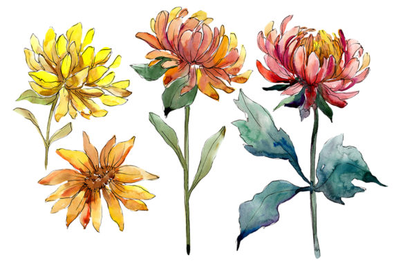 Aster Flowers Yellow - Red Watercolor
