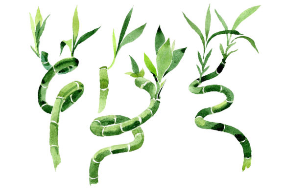 Bamboo Dracena Sanderiana Watercolor Set and Illustrations