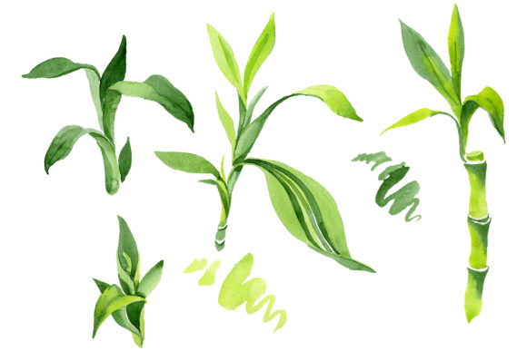 Bamboo Sanderica Drazen Watercolor Illustrations