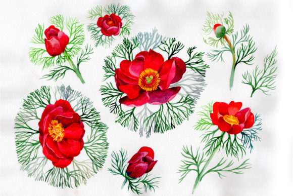 Bloom Red Roses Watercolor Illustrations