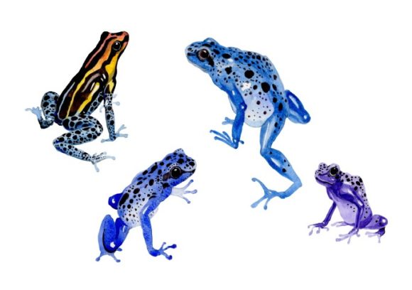 Blue Frog Watercolor Set and Illustrations