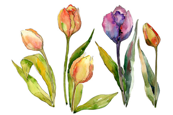 Bouquet of Flowers from Tulips Romance Watercolor Illustrations