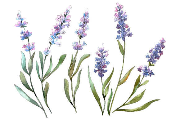 Bouquet of Idyll Lavender Watercolor Illustrations