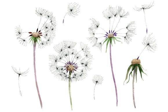 Bouquet Rainbow Dandelion Watercolor Illustrations