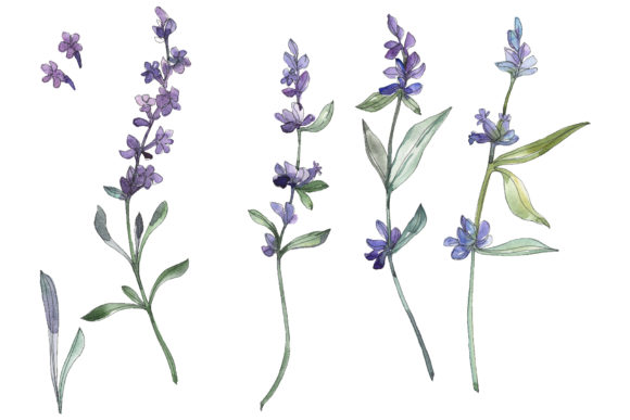 Bouquet Summer Breeze Lavender Watercolor Illustrations