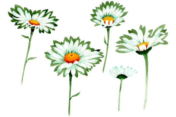 Chamomile White Field Watercolor Illustrations