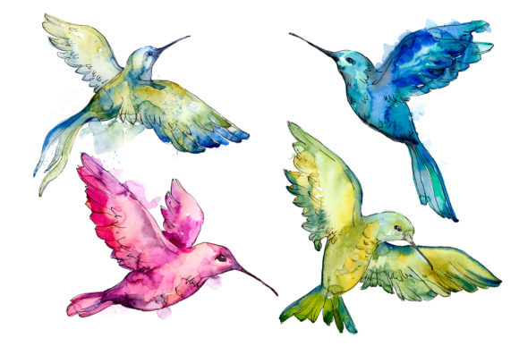 Colibri Small Bird Watercolor Illustrations