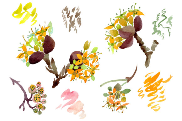Cornus Mas Watercolor