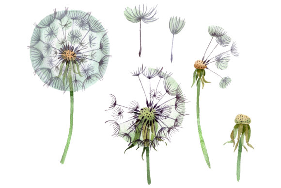 Dandelion Summer Greeting Watercolor Illustrations