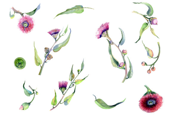Eucalyptus Watercolor Plant Illustrations