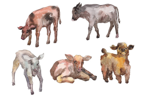Farm Animals Cow, Calf Watercolor Illustrations