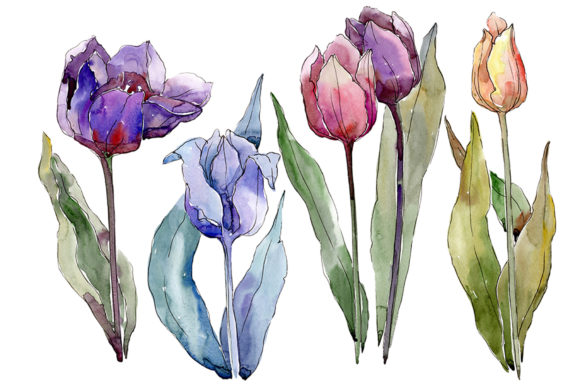 Flowers Tulips Cute Compliment Watercolor Illustrations