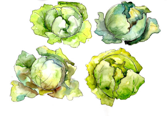 Green Cabbage Vegetables Watercolor Set and Illustrations