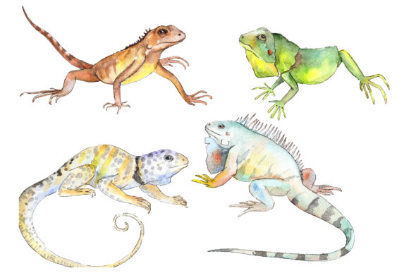 Iguana-1 Watercolor Illustrations