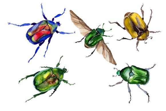 May Beetle Aurata Watercolor Illustrations