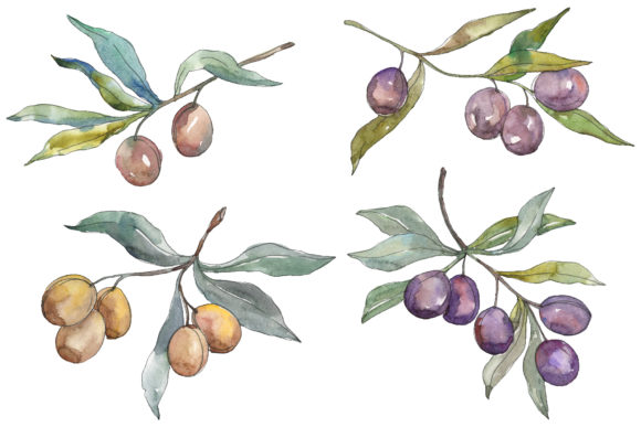Olives 2 Watercolor Illustrations