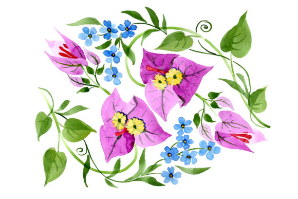 Ornament of Bougainvillea Pink Watercolor Illustrations