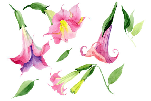 Pink Brugmansia PNG Watercolor Set & Illustrations