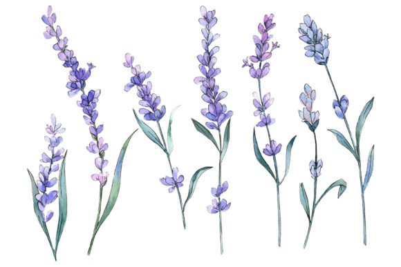 Plant Lavender Watercolor PNG
