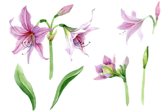 Purple Amaryllis Watercolor Flower Set