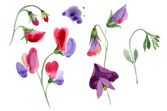 Sweet Pea Red Watercolor Illustrations