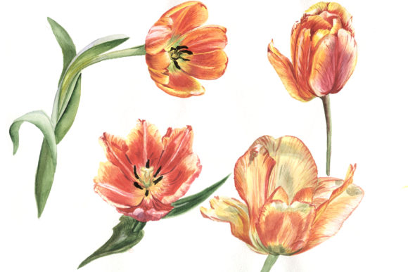 Tulip Red Watercolor Flower Set