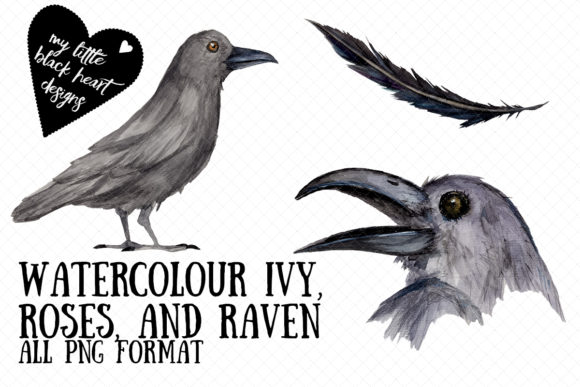 Watercolour Ivy, Roses, and Ravens Illustrations