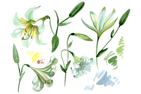 White Lilies Watercolor Illustrations