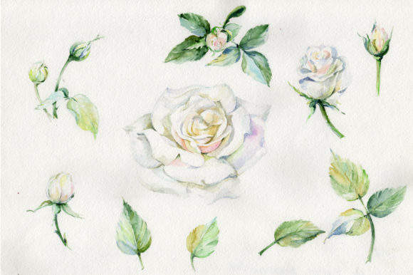 White Rose Watercolor Flowers Illustrations