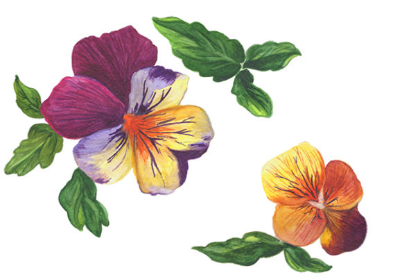 Wildflower Orange Viola Watercolor Set and Illustrations