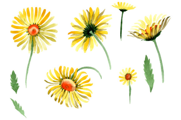 Yellow Chamomile Watercolor Illustrations